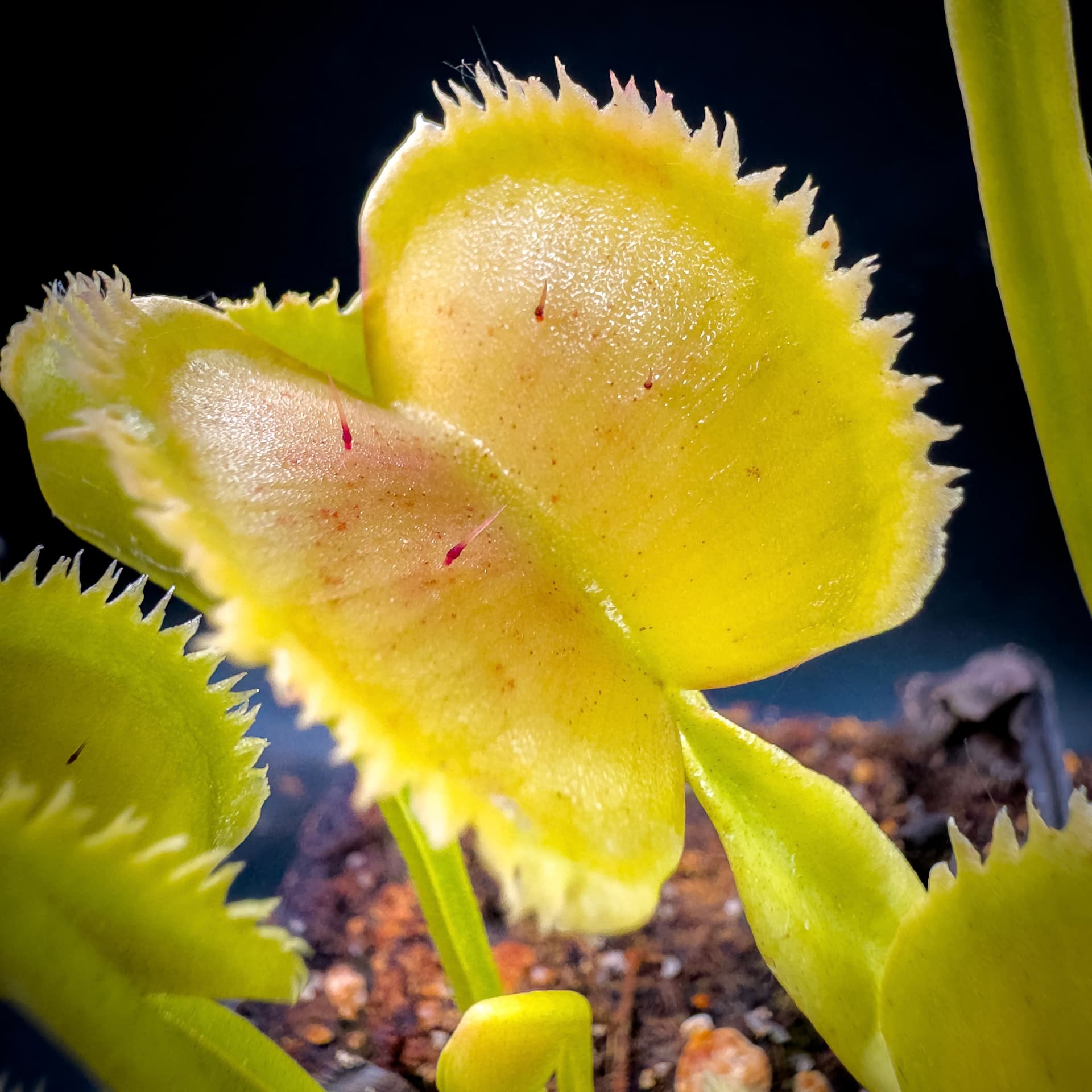 FTS Lunatic Fringe