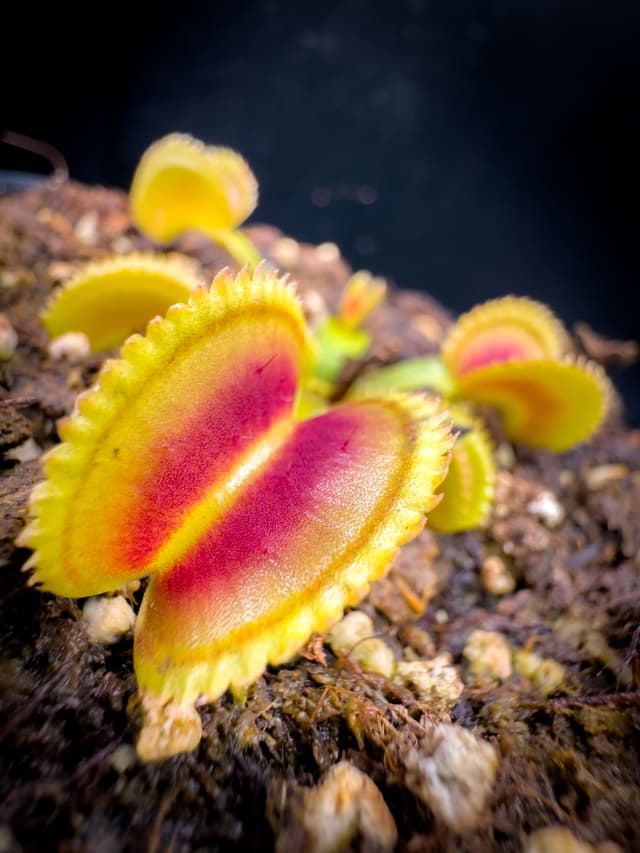 Dionaea Muscipula FTS Shogun Star
