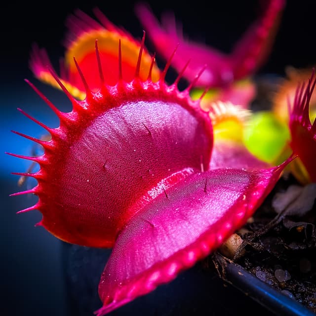 Dionaea Muscipula Gap Teeth