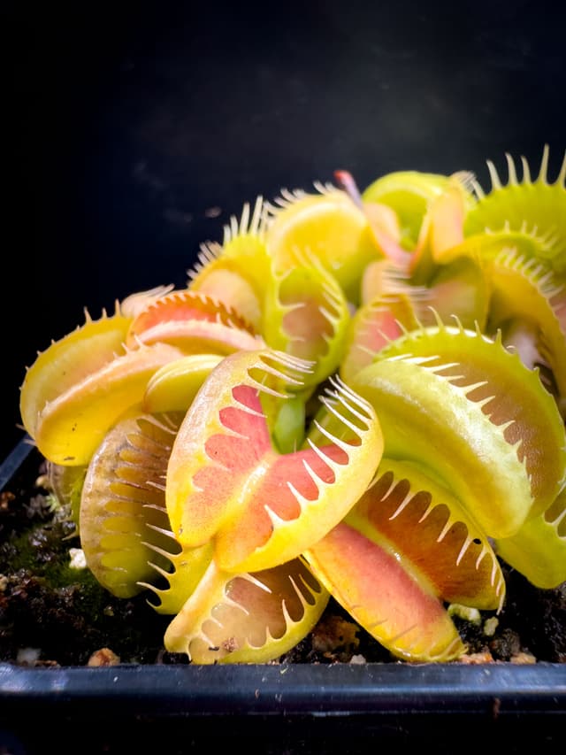 Dionaea Muscipula GJ Bloody Nurse