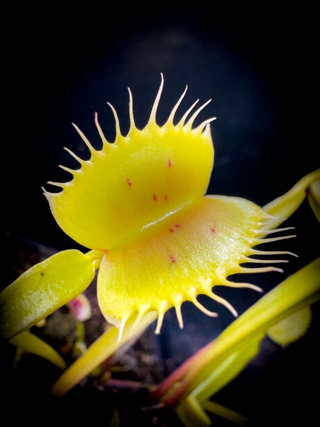 Dionaea Muscipula GJ Fantasia