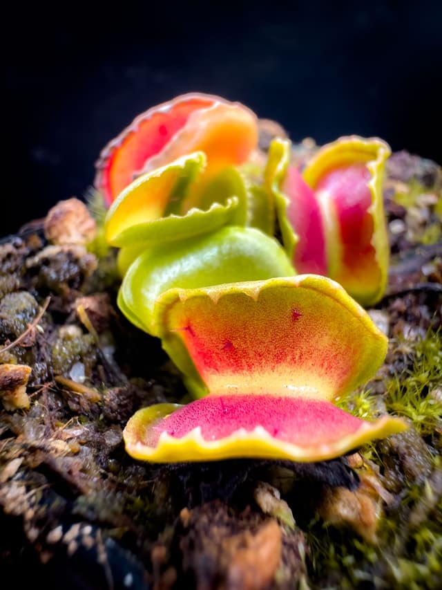 Dionaea Muscipula GJ Giant Cudo