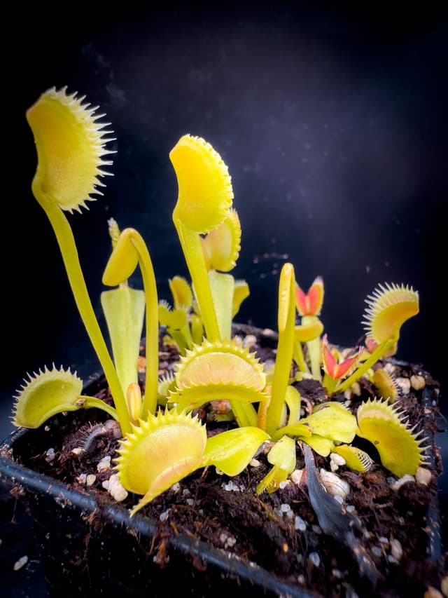 Dionaea Muscipula GJ Giant Shark