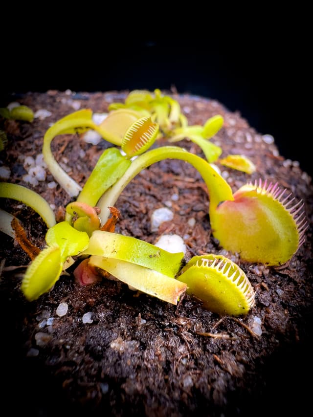 Dionaea Muscipula GJ Golbat