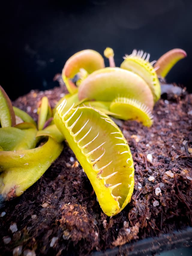 Dionaea Muscipula GJ Maratchi