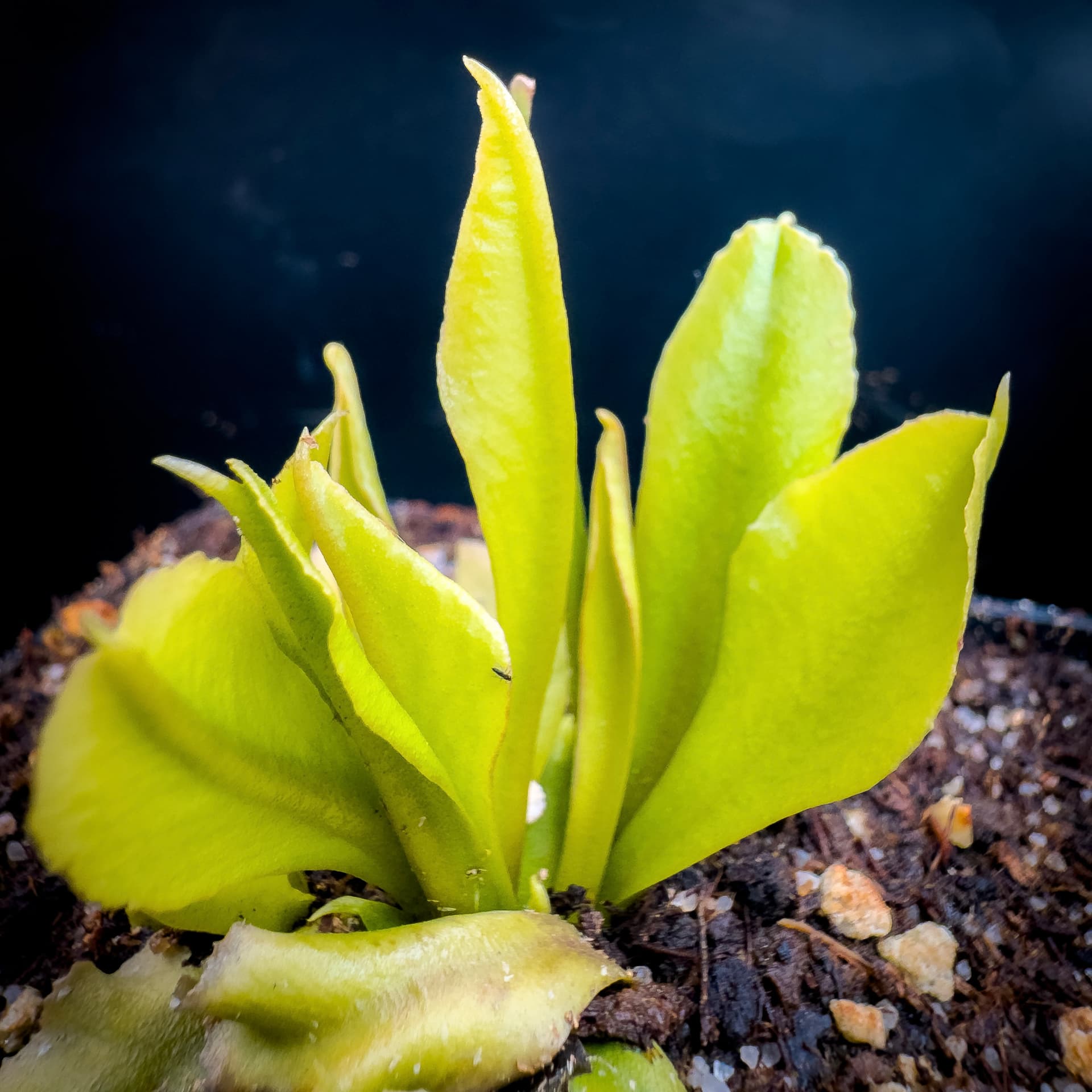 GJ Pingoides
