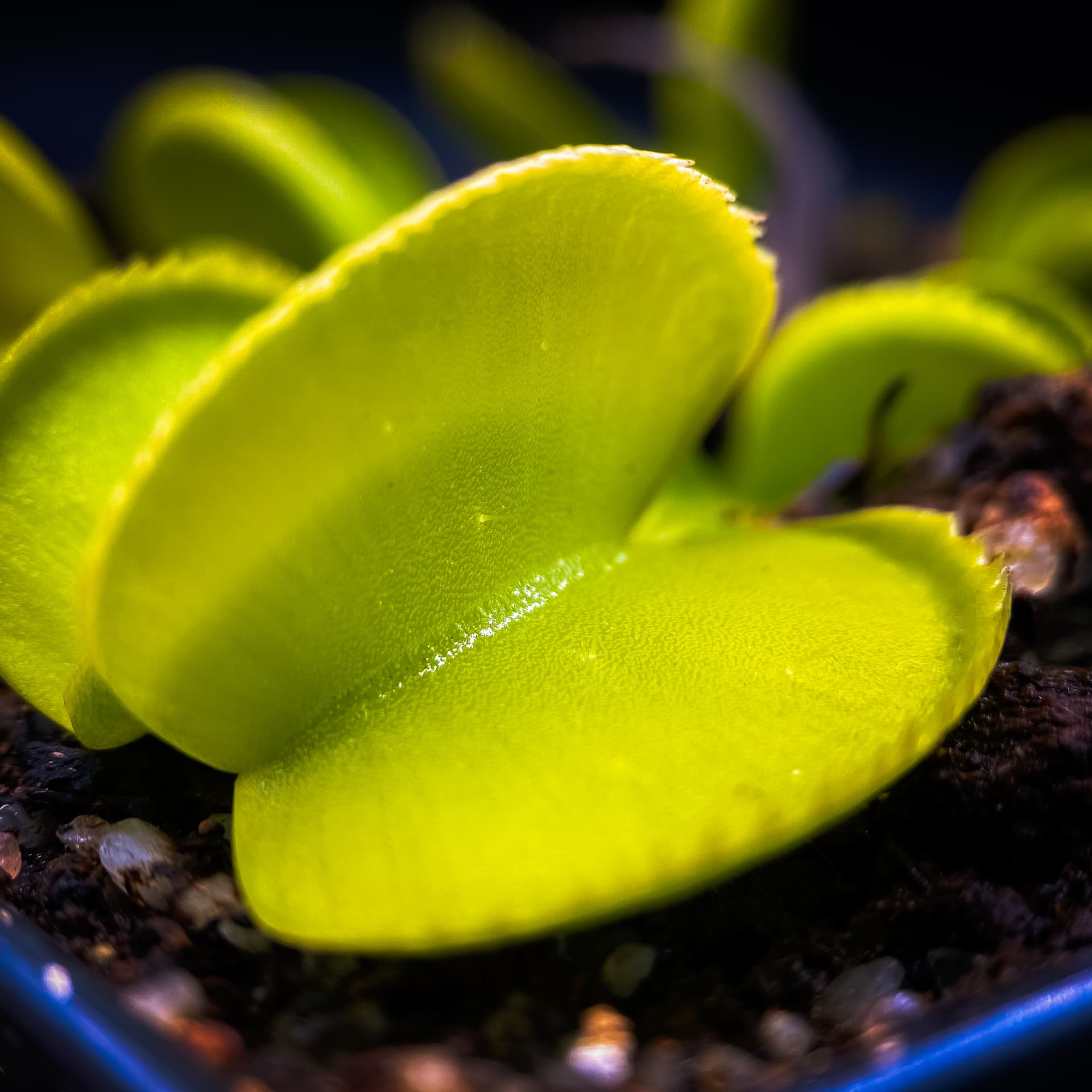Green Microdent