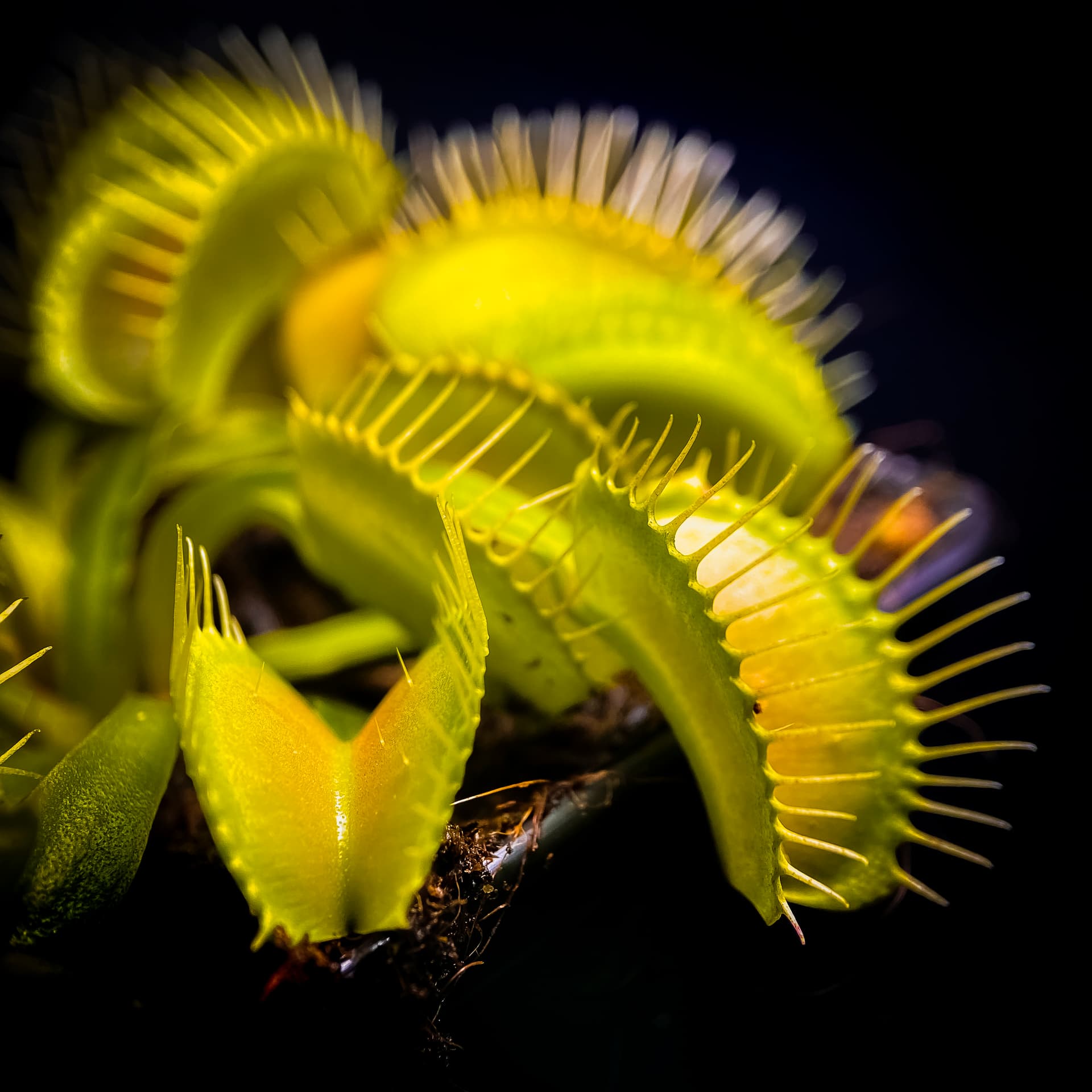 King Yellow