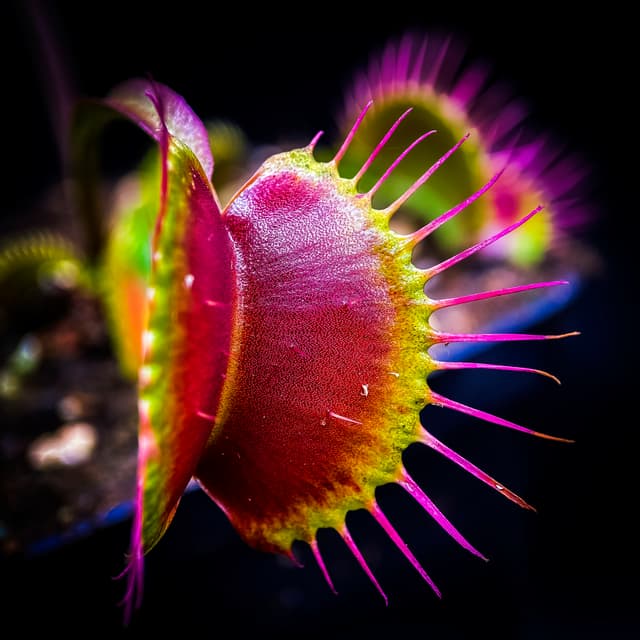 Dionaea Muscipula Miss Pimbeche