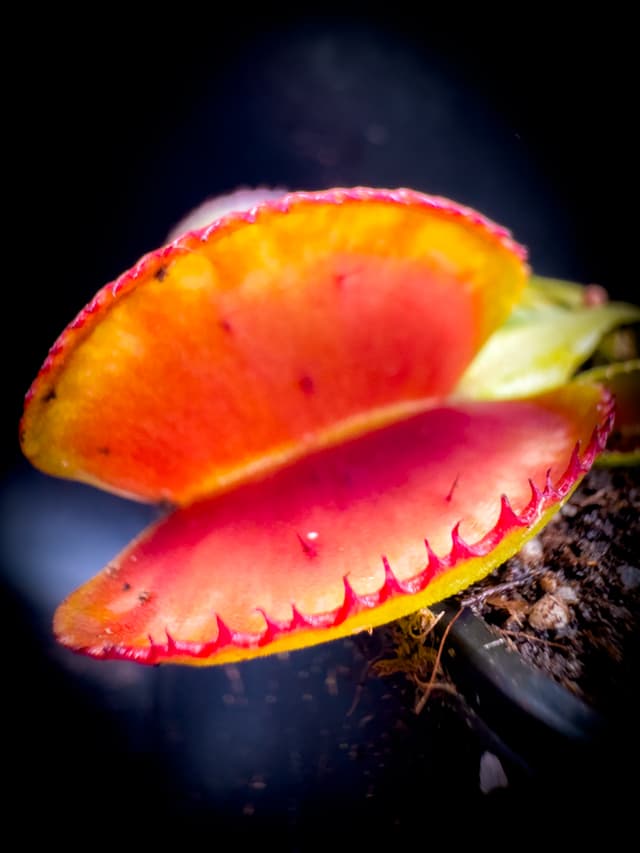 Dionaea Muscipula Morano