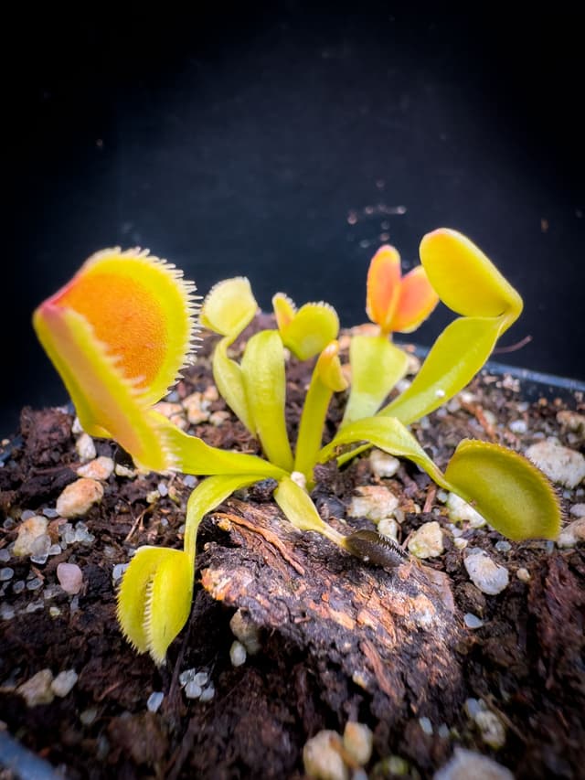 Dionaea Muscipula Periscope