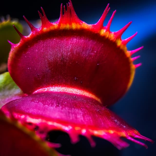 Dionaea Muscipula Predator