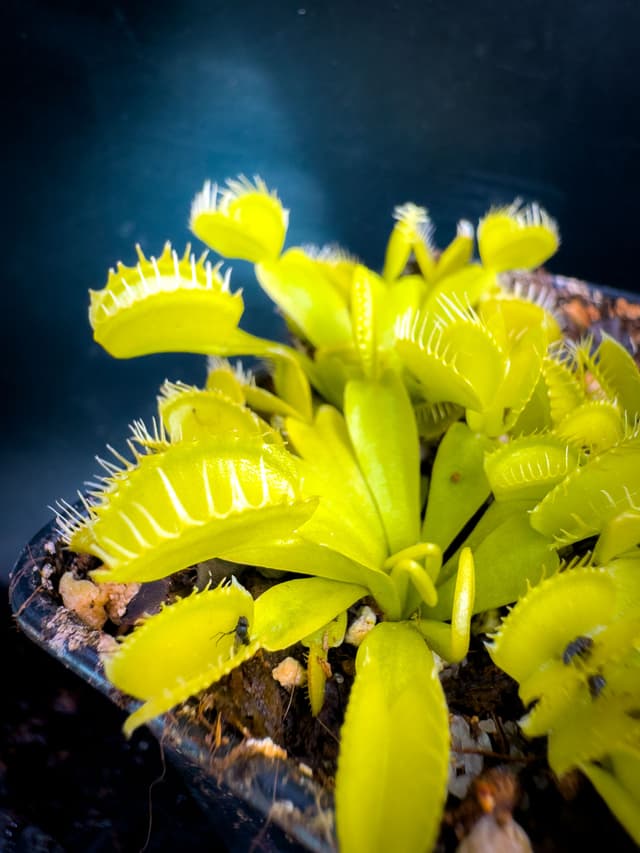 Dionaea Muscipula Rabbit Teeth