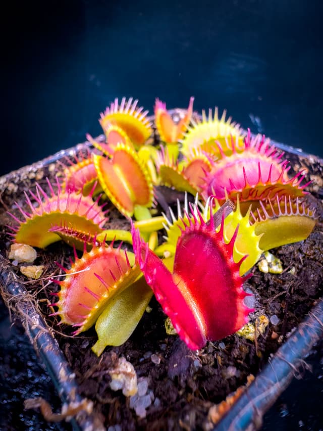 Dionaea Muscipula Raptor
