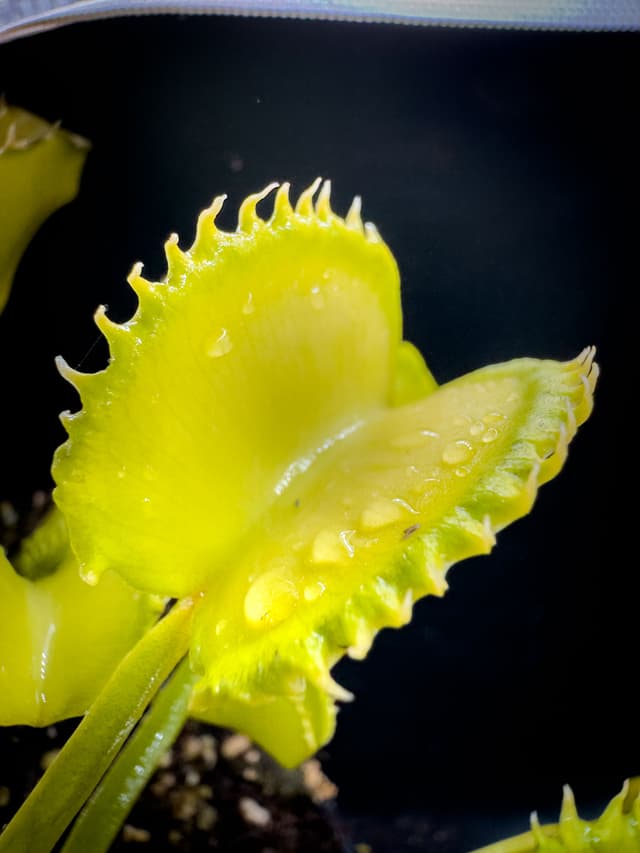 Dionaea Muscipula Red Fox