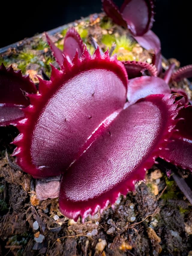 Dionaea Muscipula Sith Lord