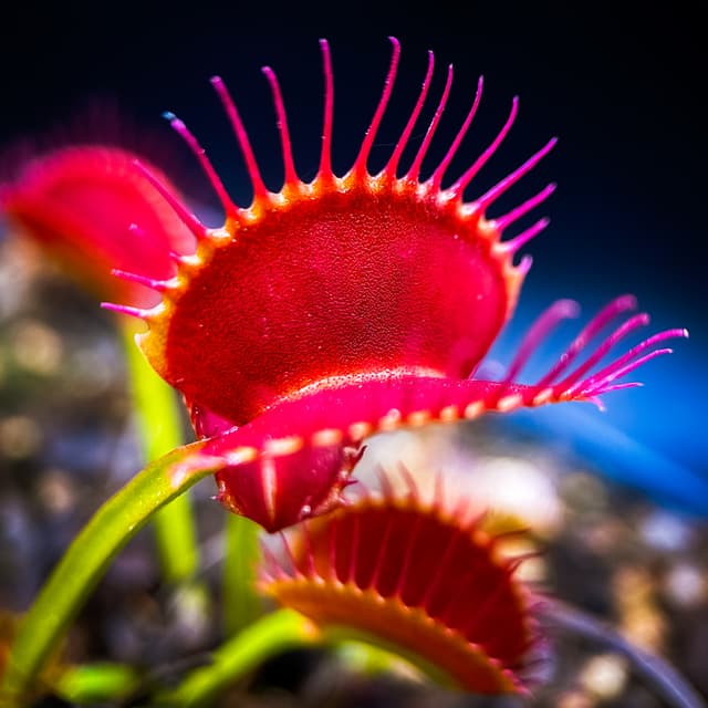 Dionaea Muscipula Spider