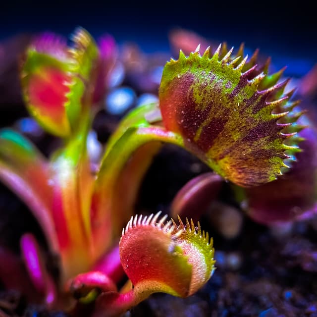 Dionaea Muscipula Spotty