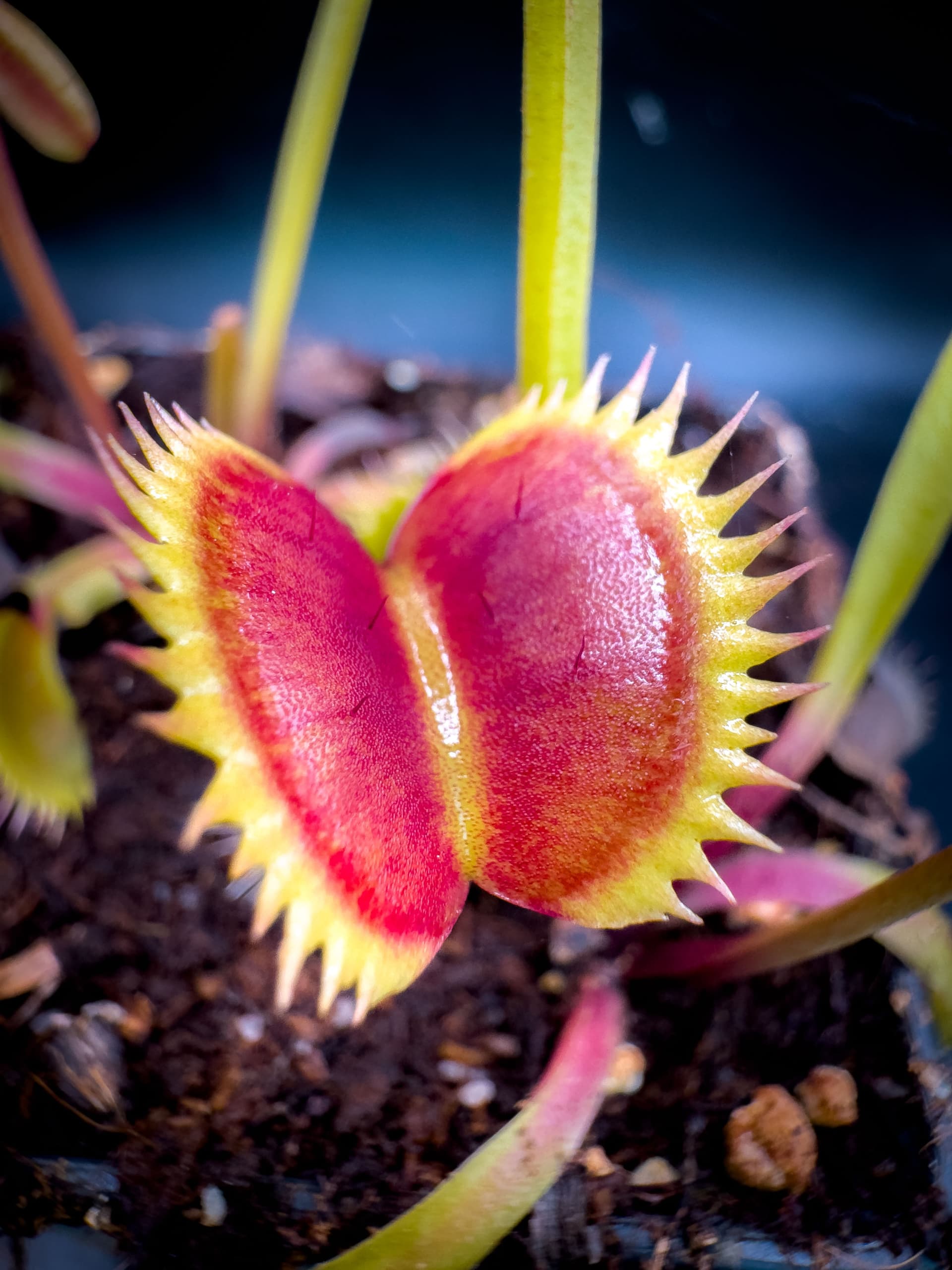 Straubis Pink