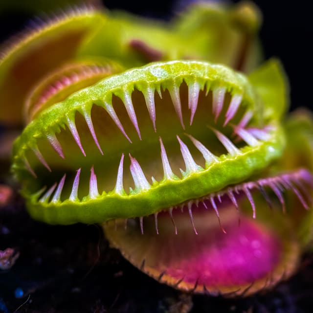 Dionaea Muscipula Tutankhamon