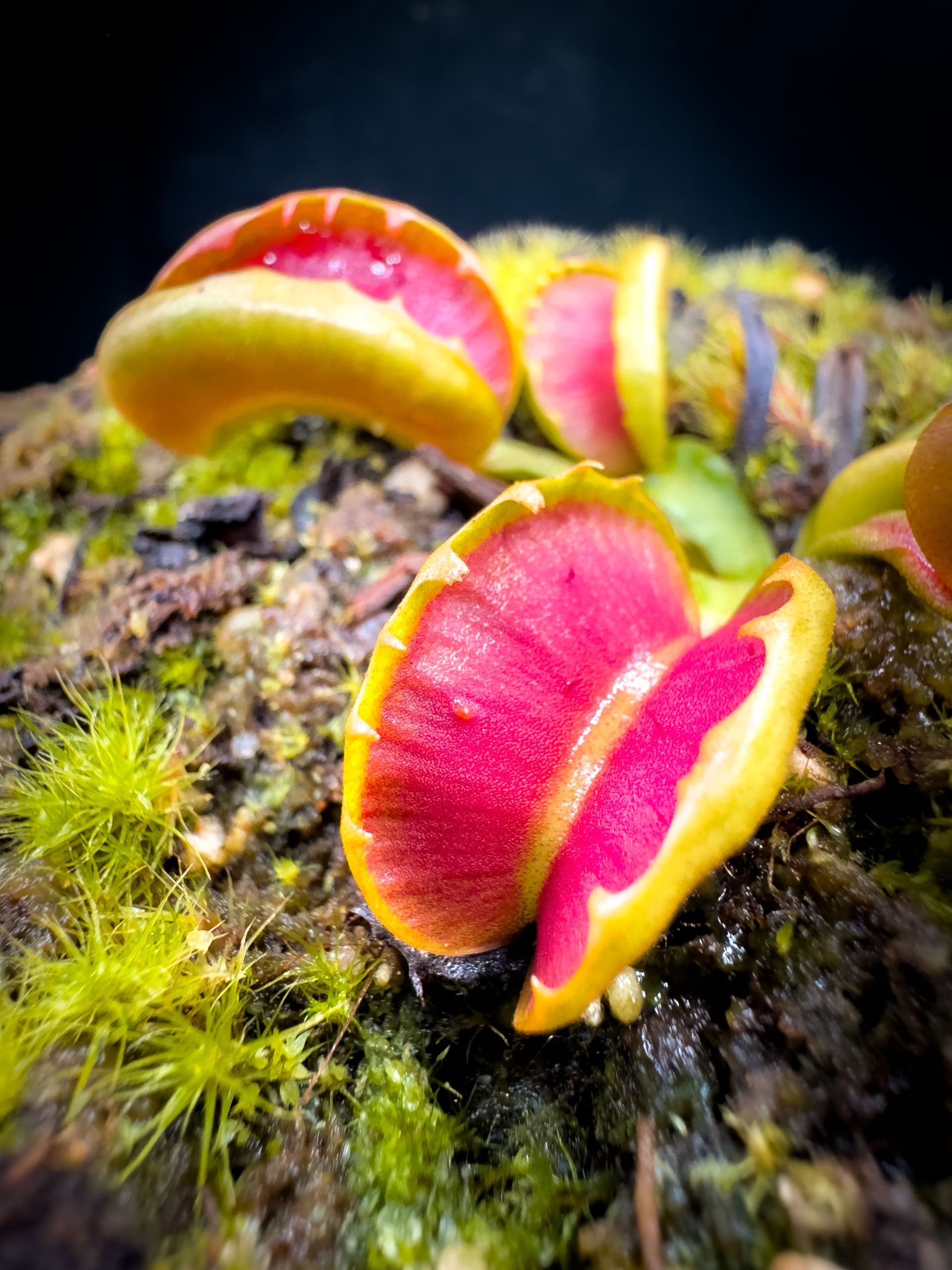 Carnivoria Villarica