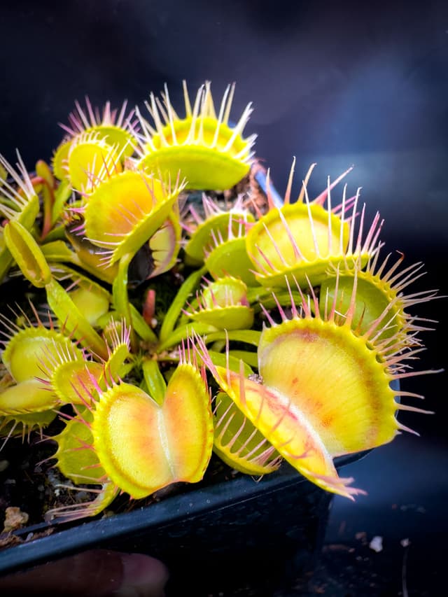 Dionaea Muscipula Webbed Teeth