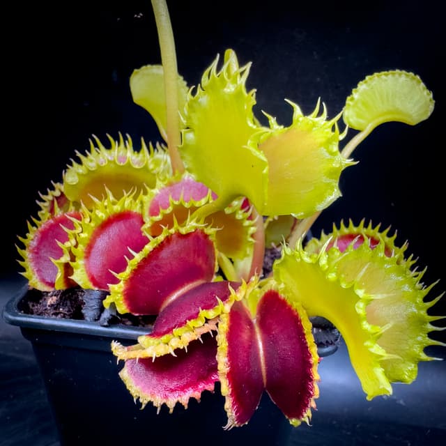 Dionaea Muscipula Zipp