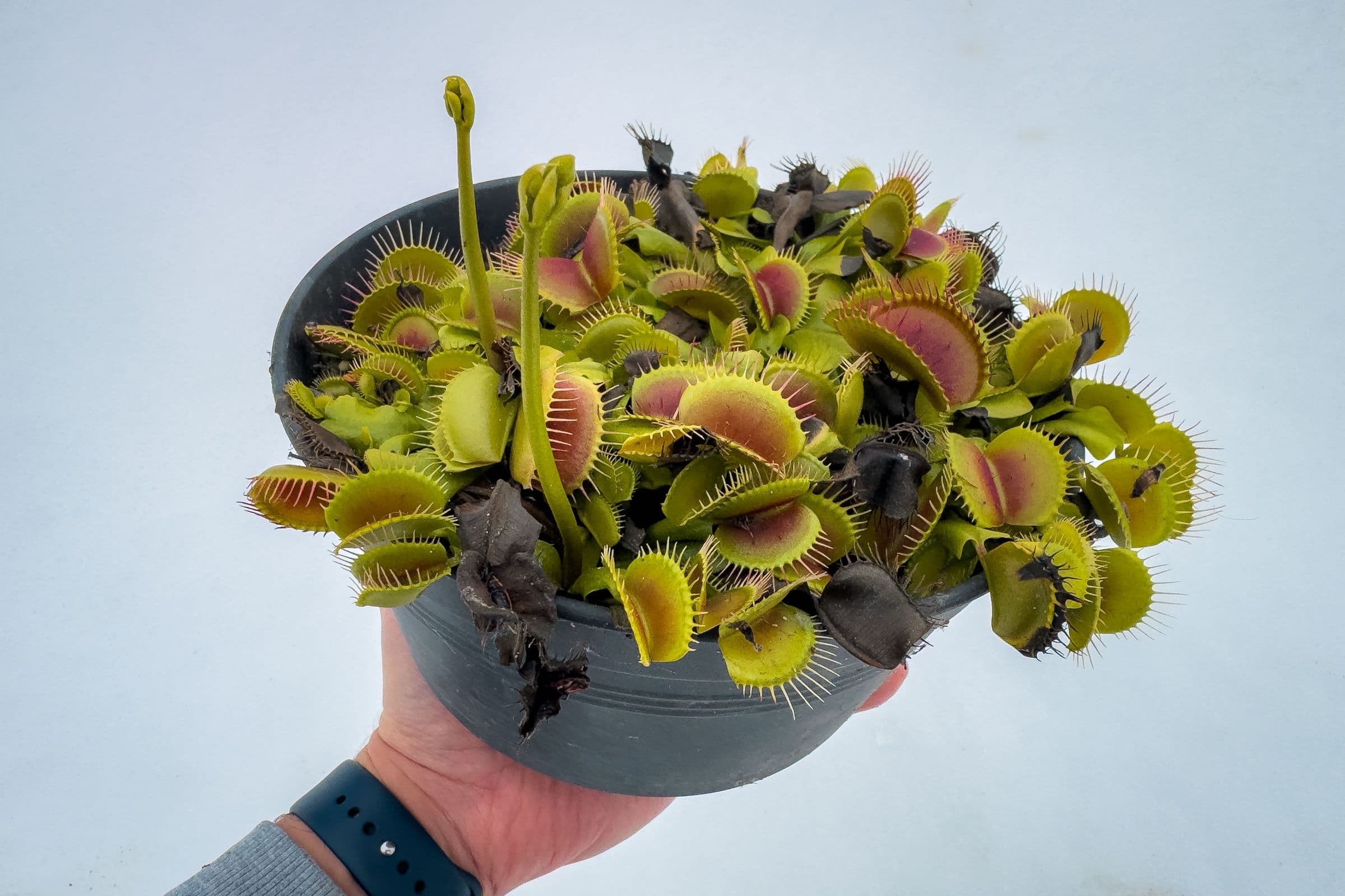 Winter Blooming Venus Flytraps? Don’t Panic!