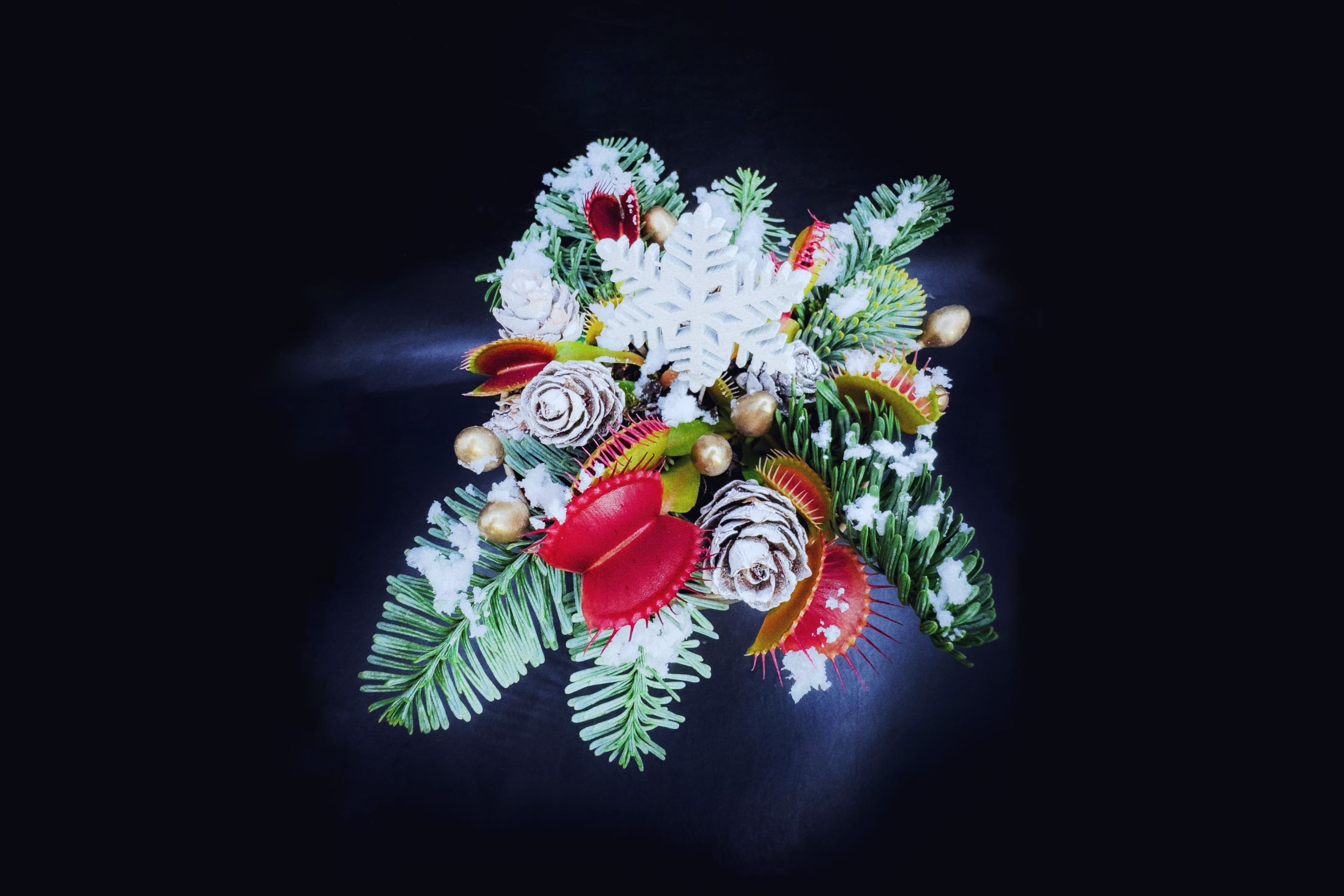 Vánoce ve skleníku: čas zpomalit a všem poděkovat