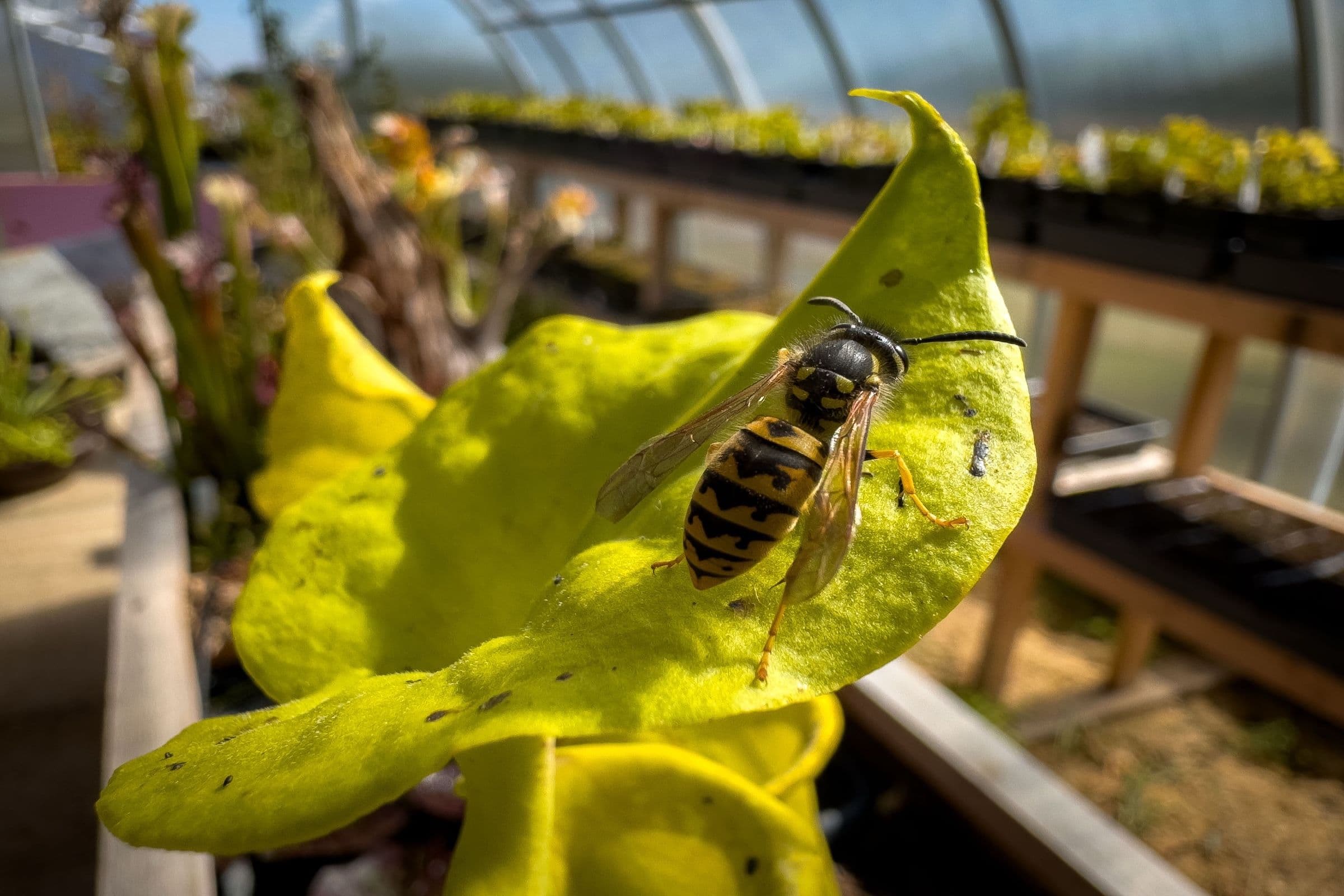 The Day a Wasp Stole Dinner From My Sarracenia