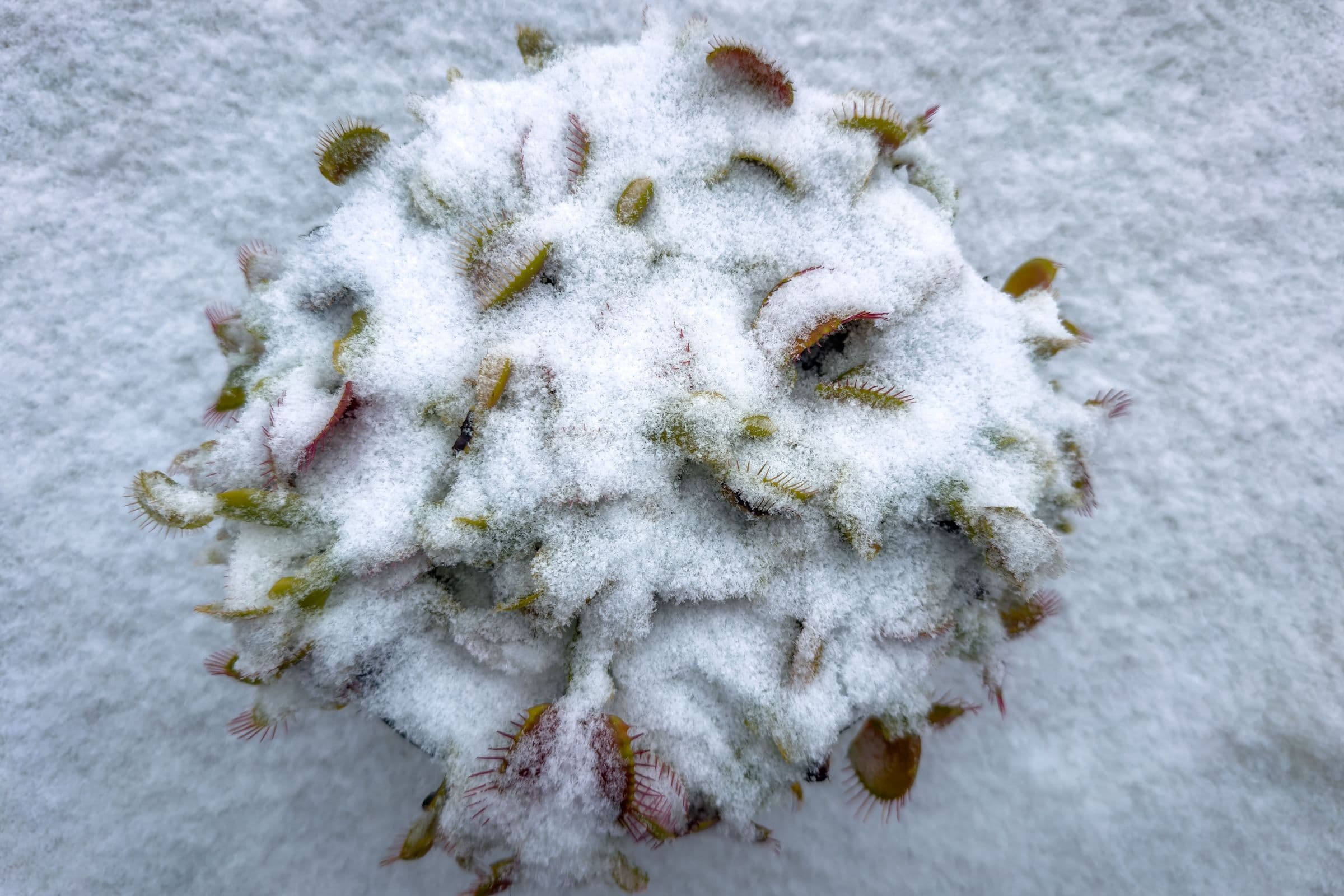 Zalévání mucholapek sněhem: zimní trik ve skleníku