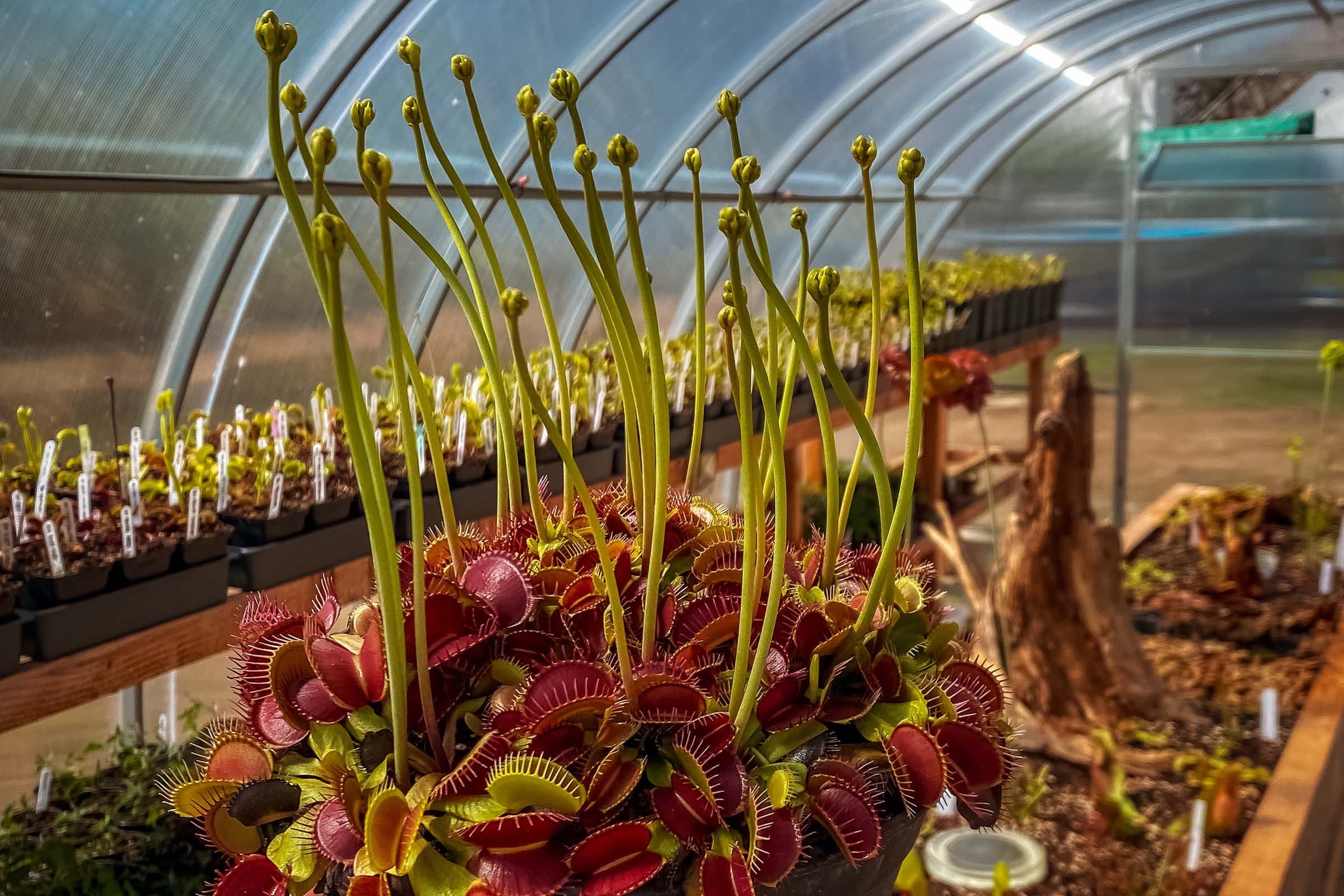 Let Them Bloom? The Great Venus Flytrap Flower Debate