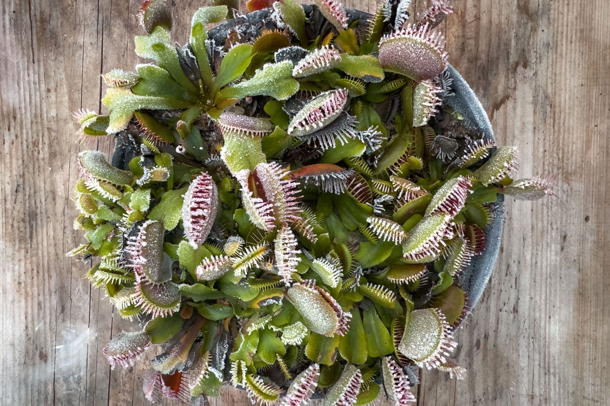 Greenhouse Panic Mode