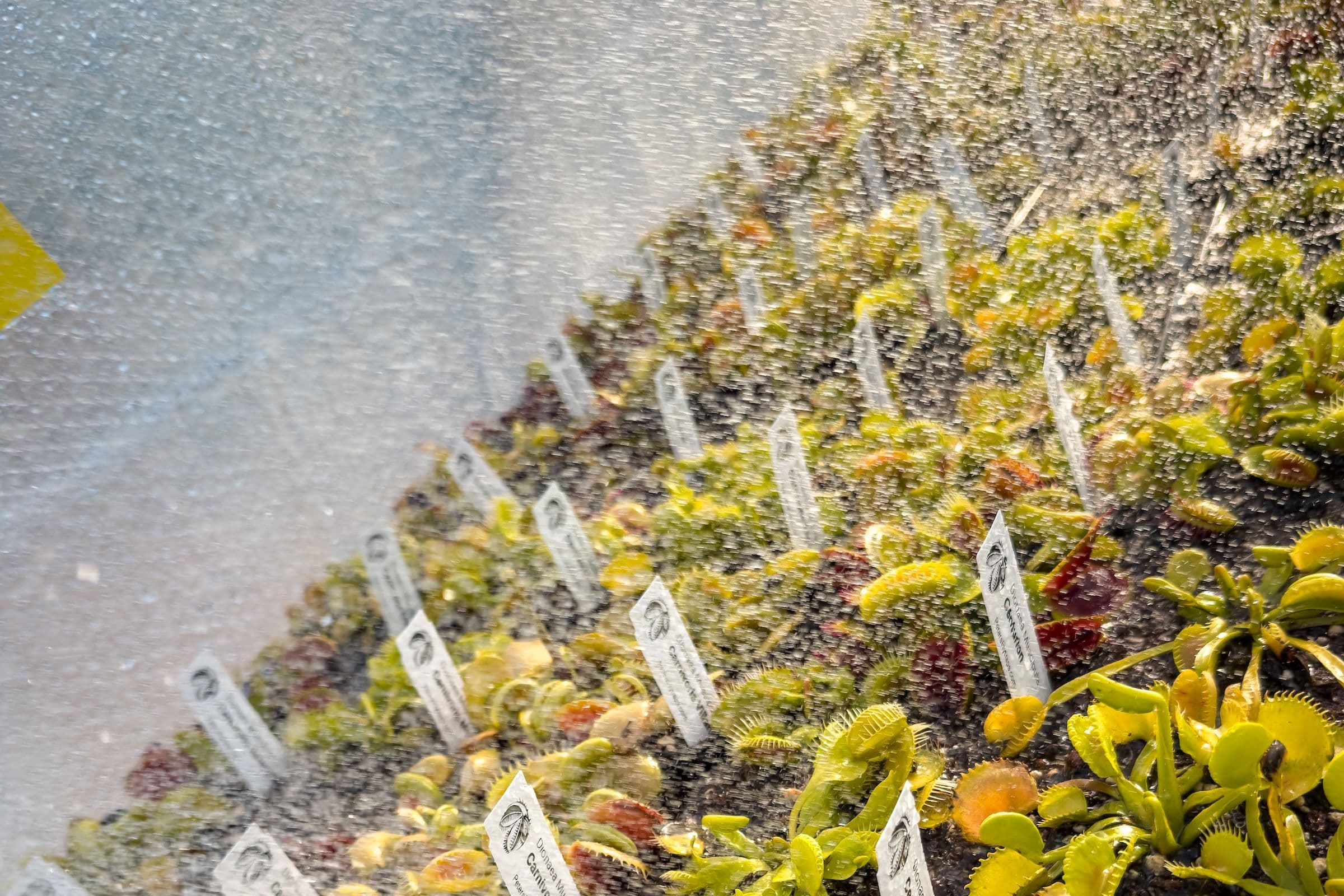 Voda z kohoutku vs. destilovaná: Záleží na tom u mucholapek?