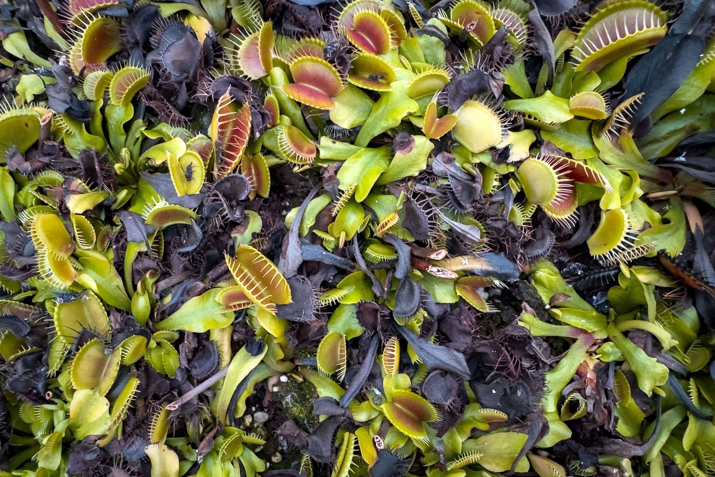 Autumn Care for Venus Flytraps: Preparing for Winter Rest