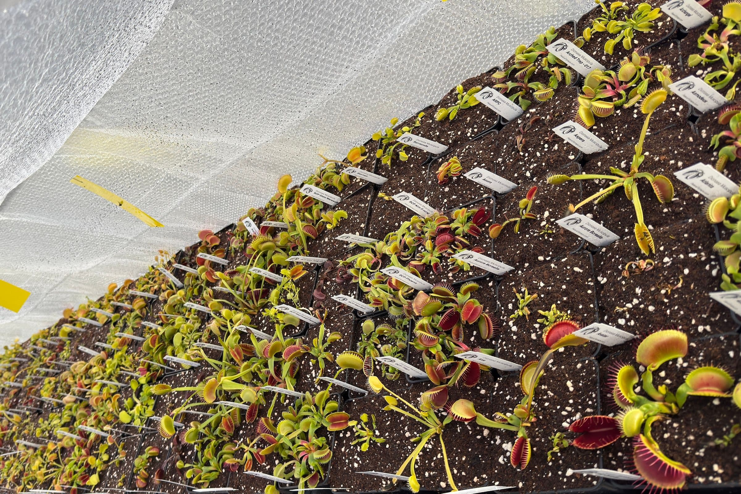 Maraton přesazování pokračuje: první letošní velké naskladnění rostlin již brzy