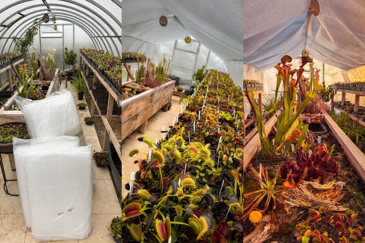 How to Overwinter Venus Flytraps: Preparing My Greenhouse for Winter