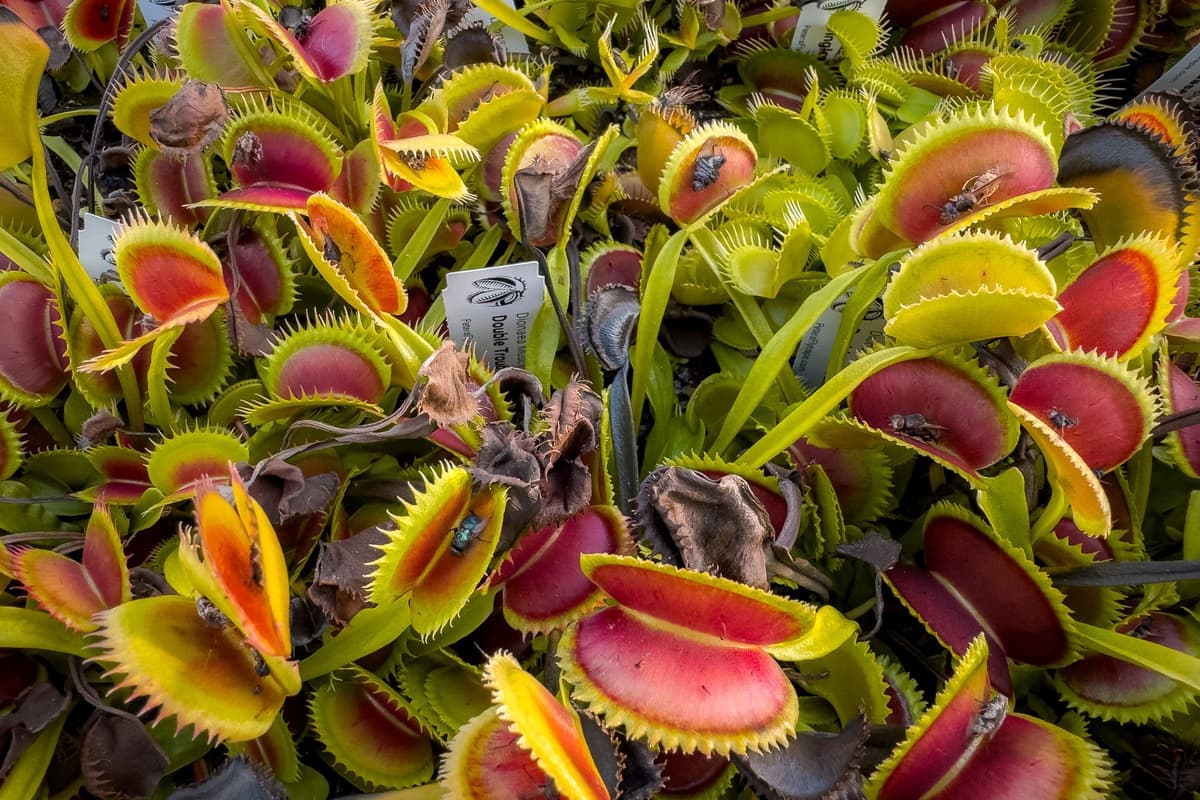 Why do my Venus flytraps get black traps right now?