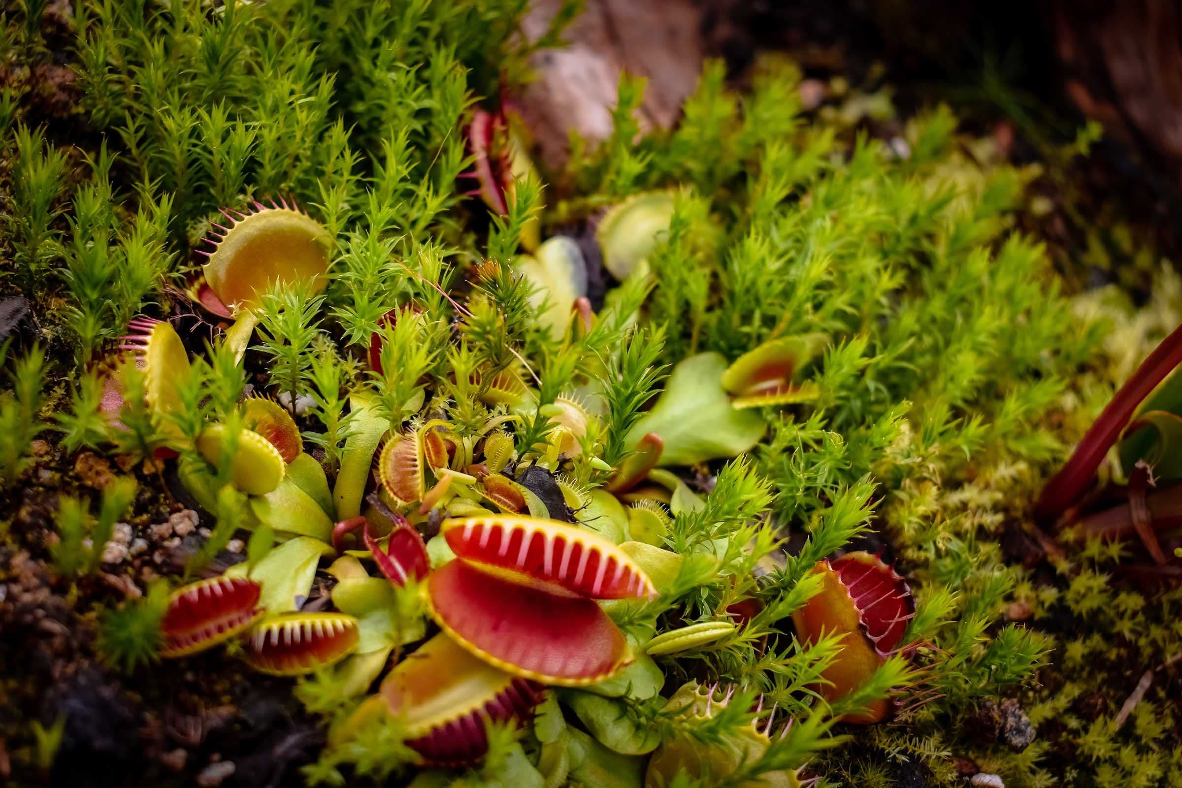 10 Myths About Venus Flytraps You Probably Still Believe