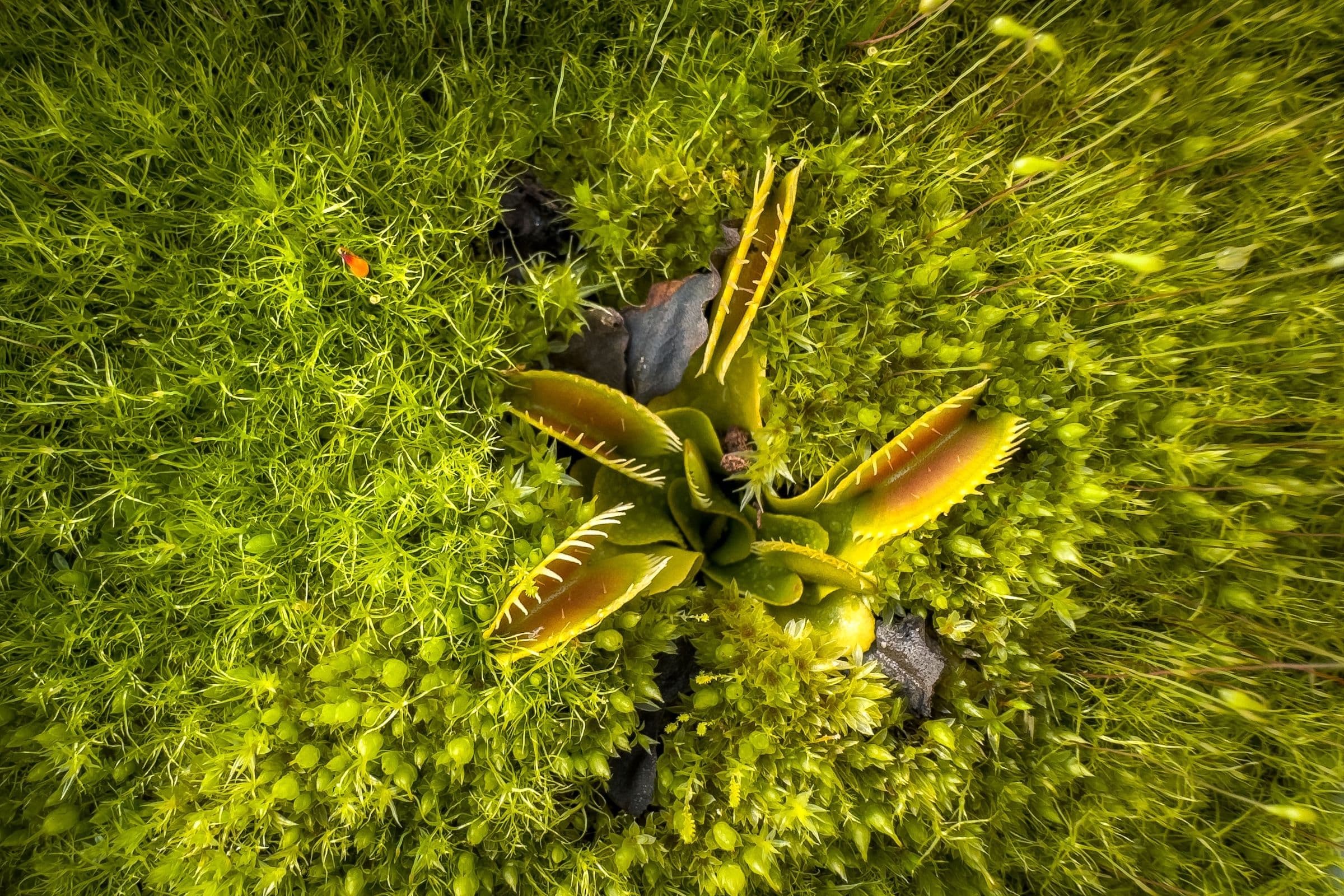 Venus Flytraps Lost in a Moss