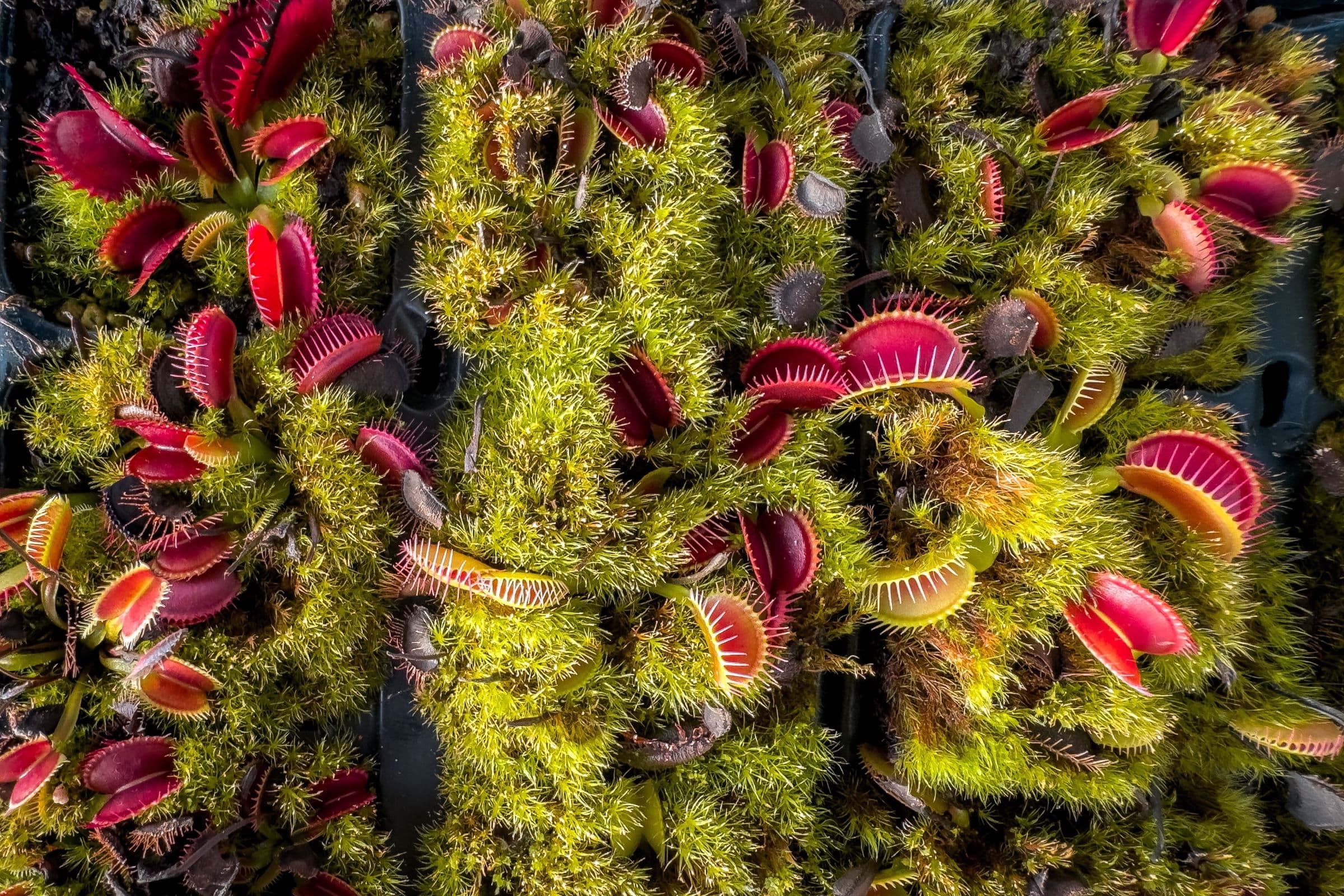 Raising Venus Flytrap Seedlings: Why I Let Nature Choose the Best