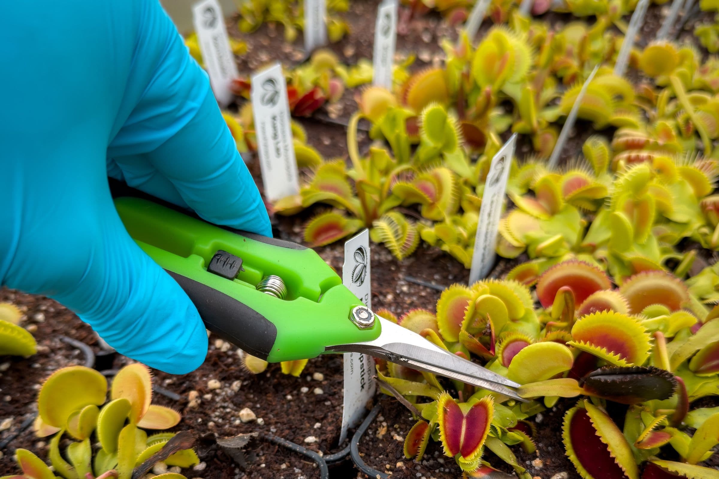 Pruning Venus Flytraps: Why I Trim My Plants During the Season