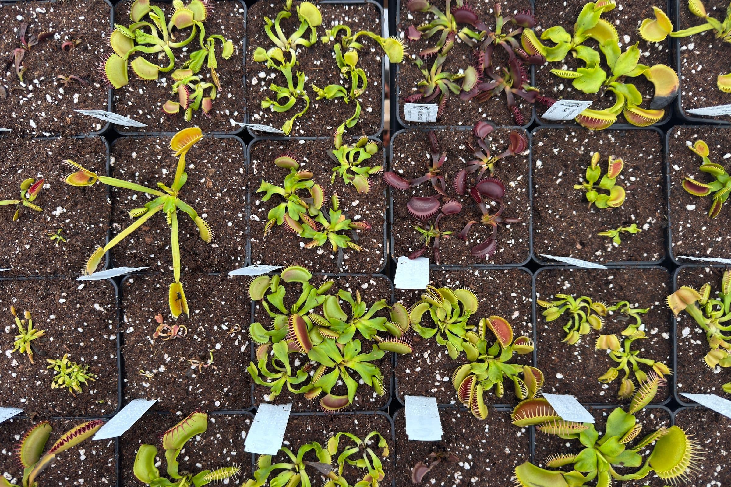 First Flytraps in Fresh Substrate: The Repotting Has Officially Begun