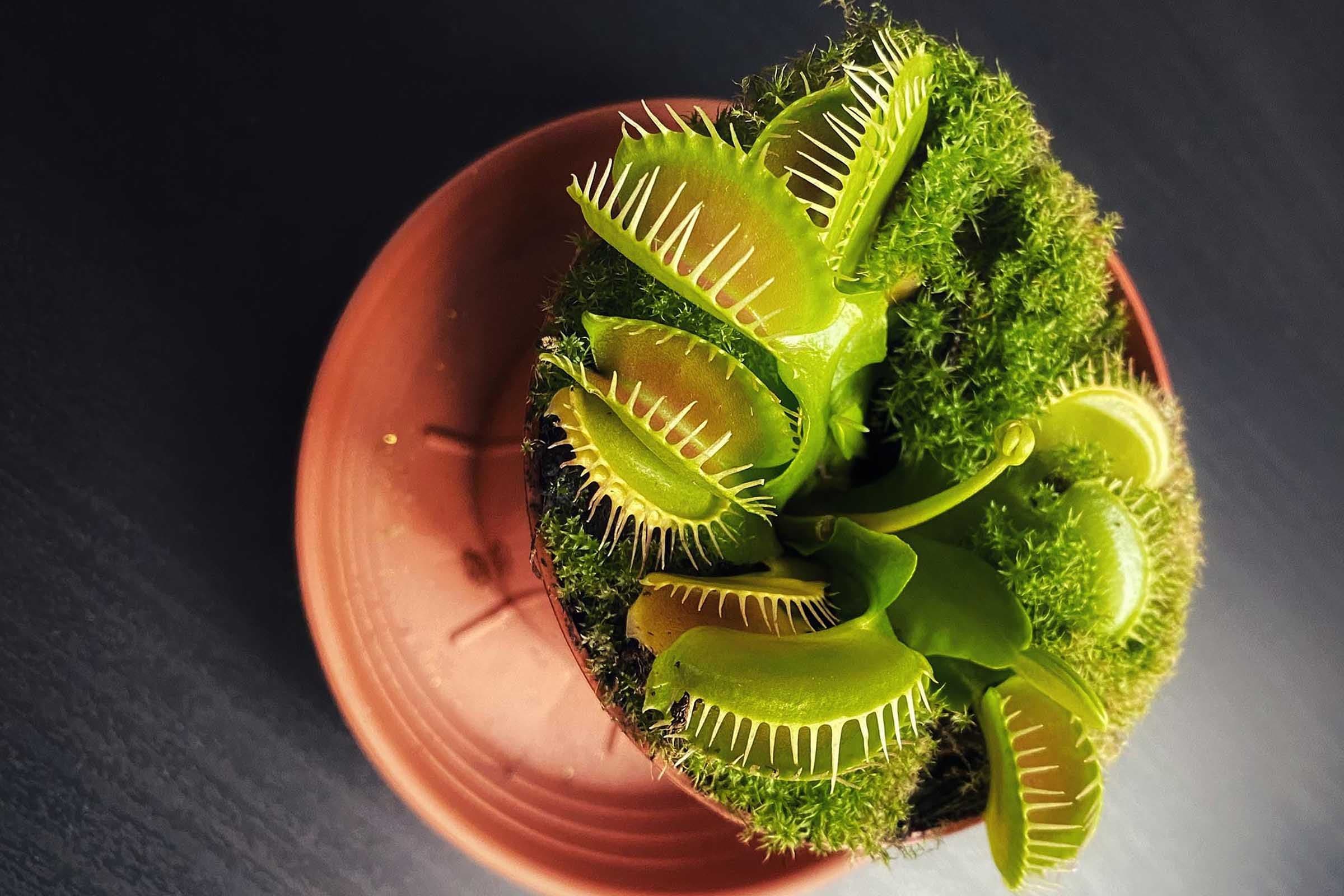 How I Fell for Venus Flytraps