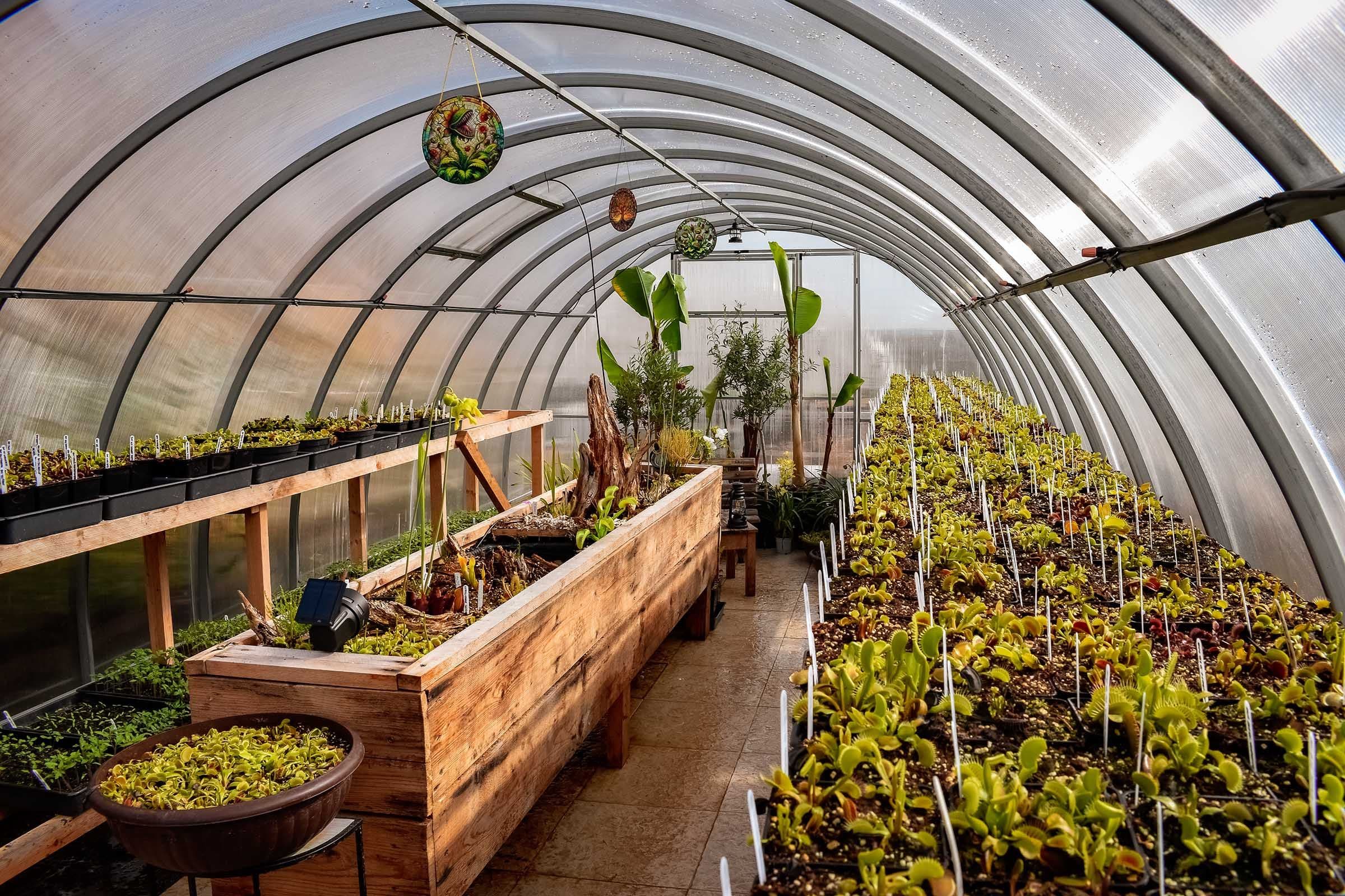 Why I Started a Small Venus Flytrap Business