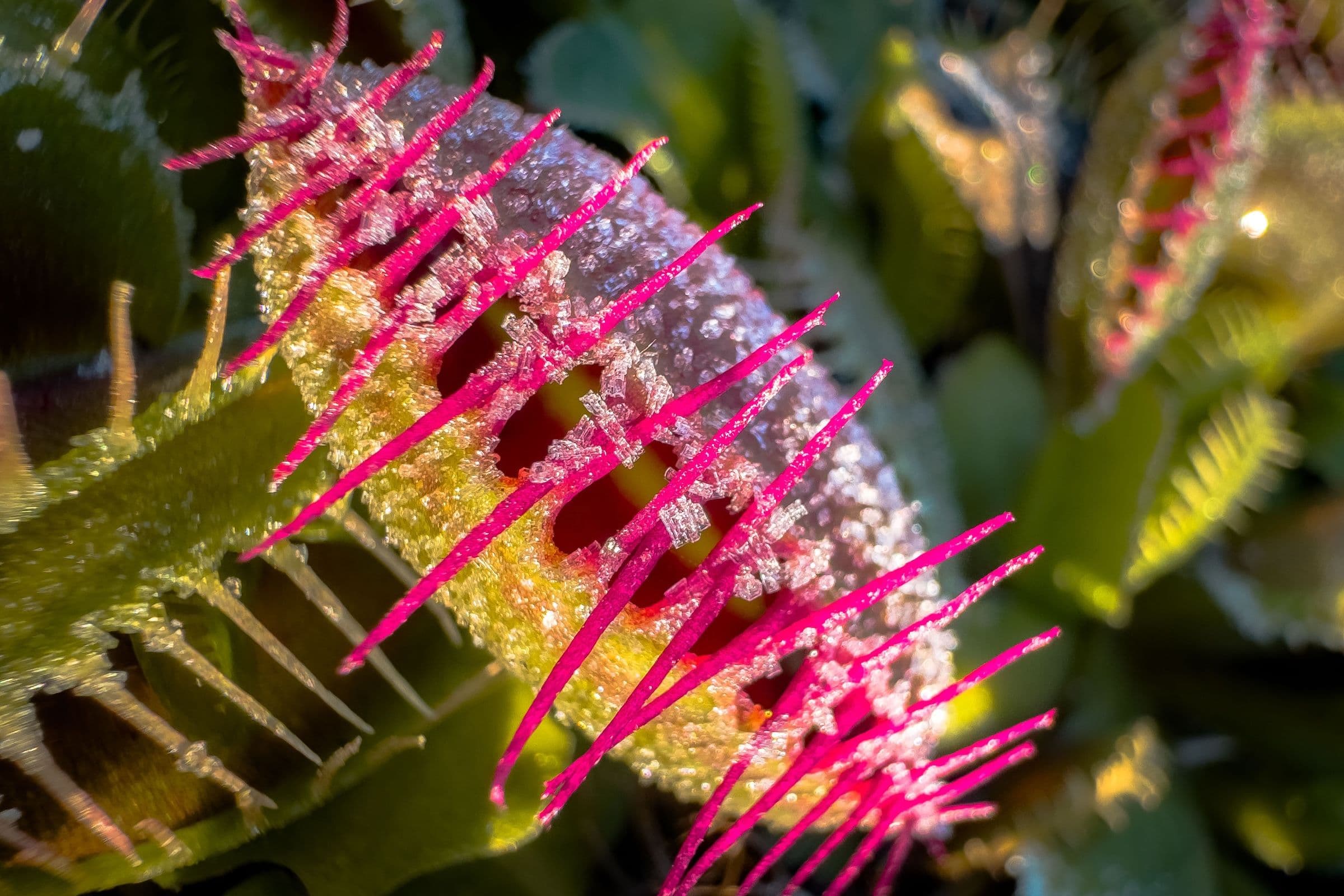 Přesazování v zimě: Kdy ano, kdy raději vůbec