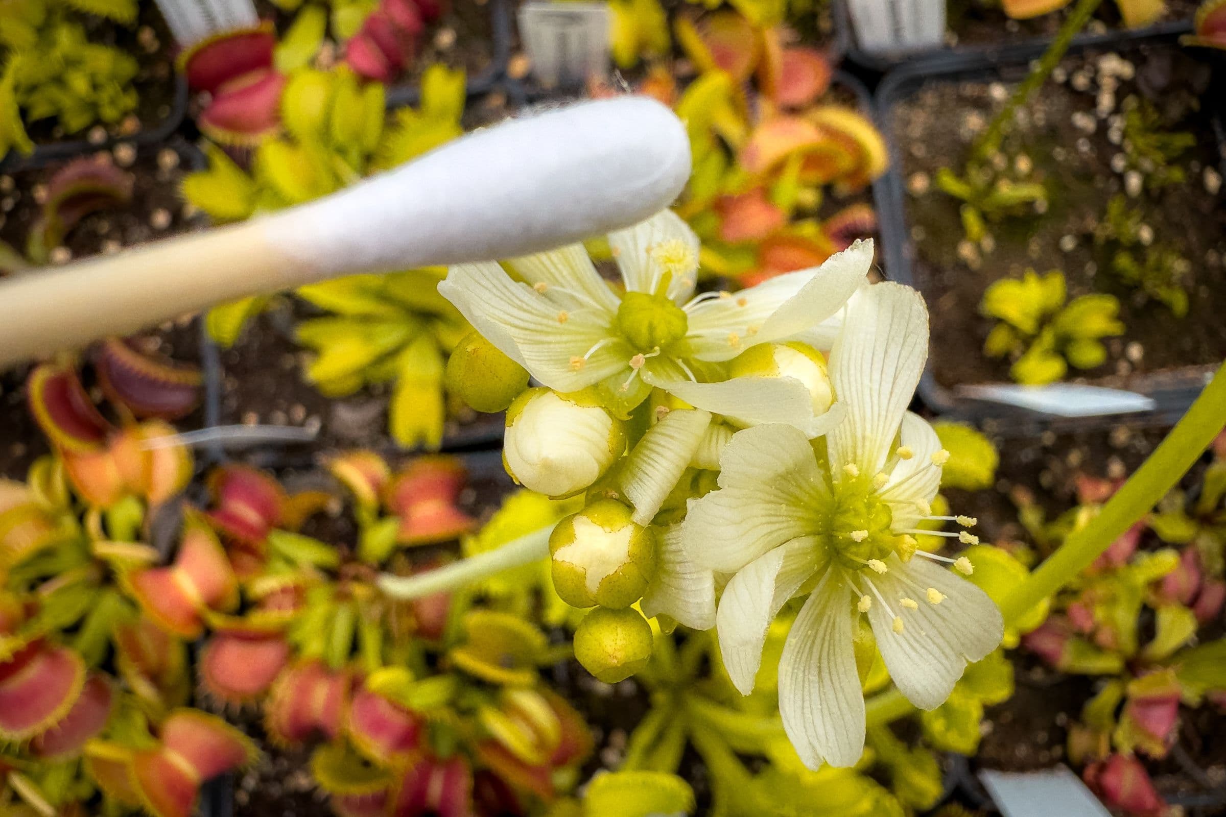 How I Pollinate My Venus Flytraps