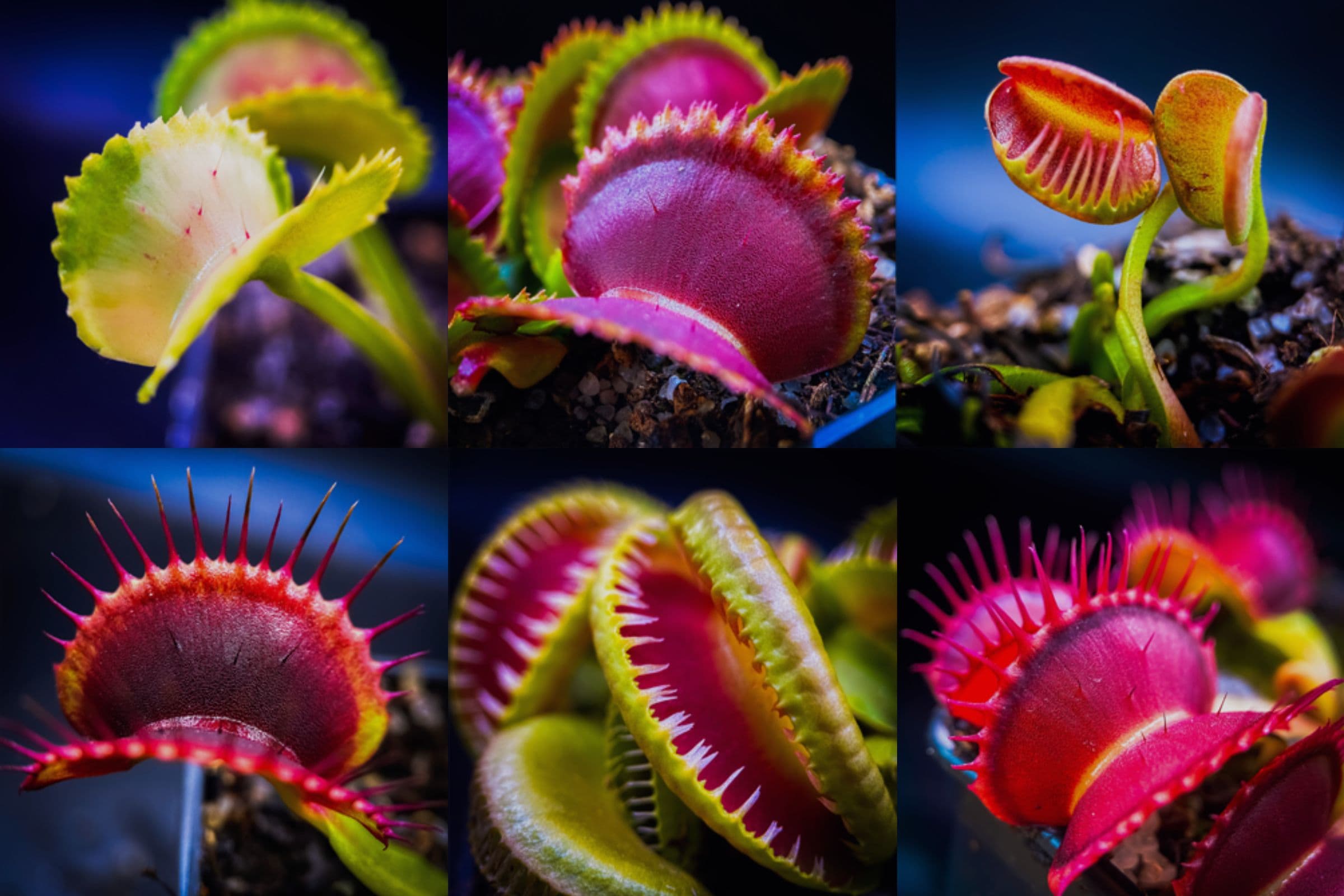 Repotting Marathon Is Over — Big Spring Flytrap Restock Today