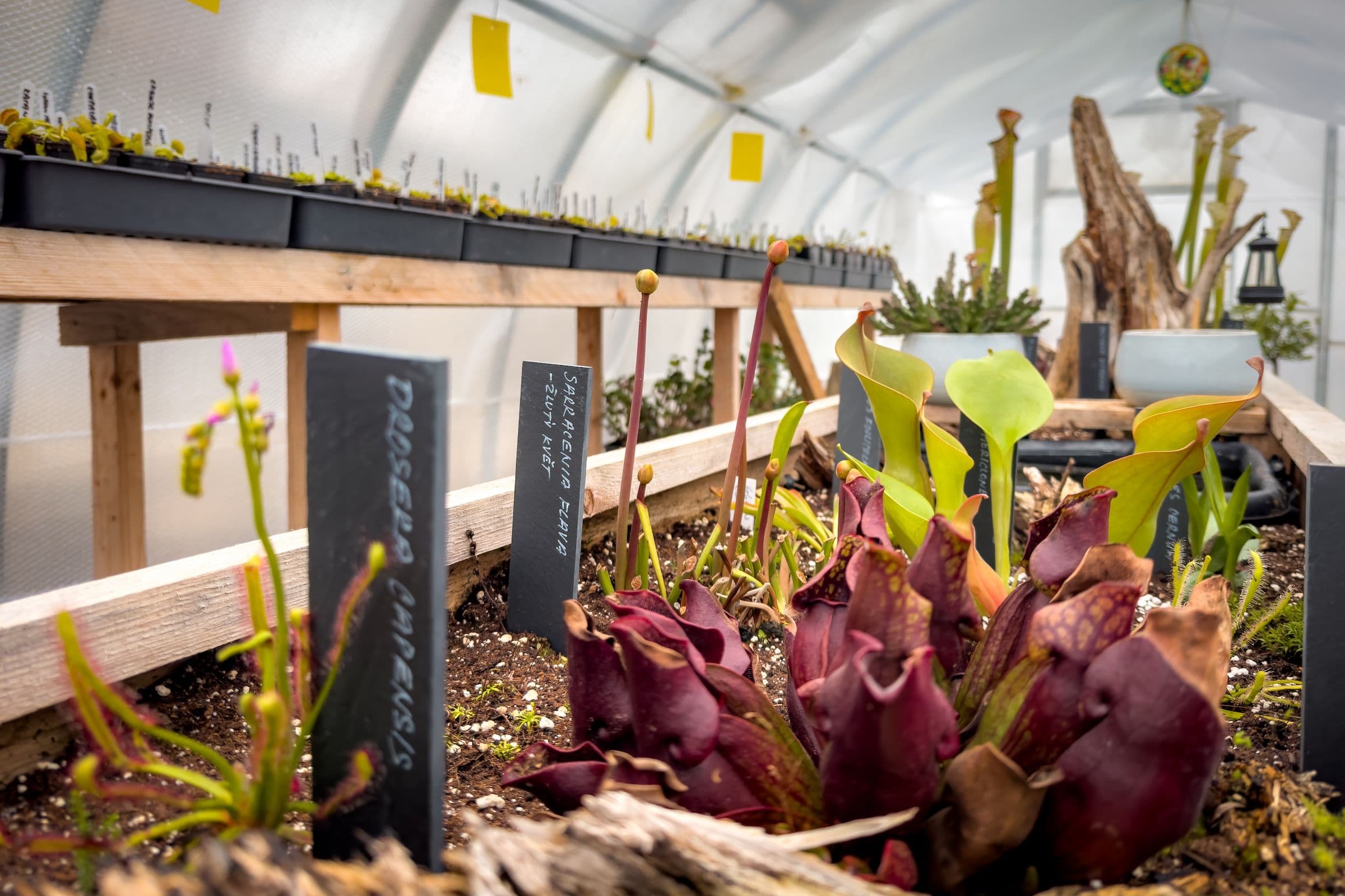 Nečekaný boom po naskladnění mucholapek