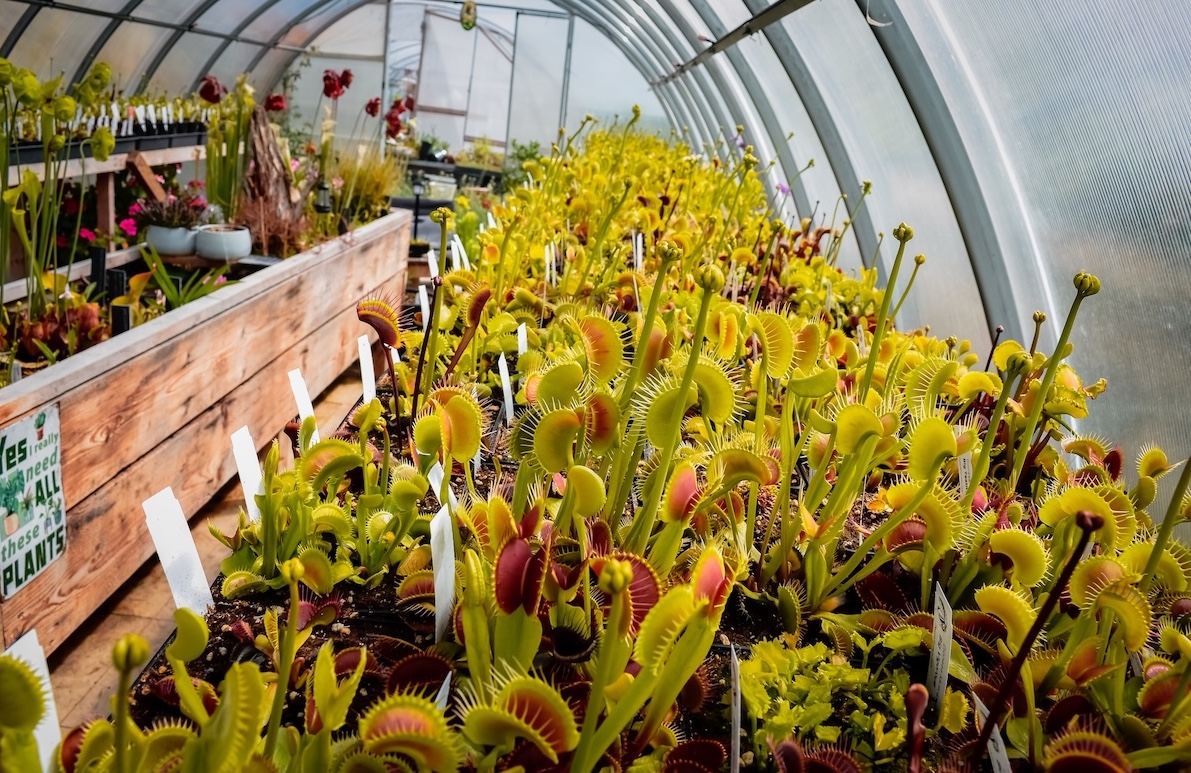 Venus Spring Peter's Flytraps – Venus Flytraps Grown With Passion